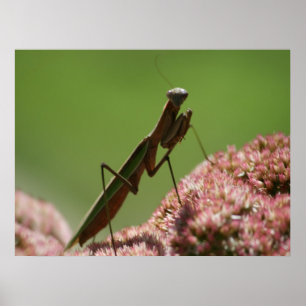 Poster Mantids Praying
