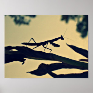 Poster Mantis.