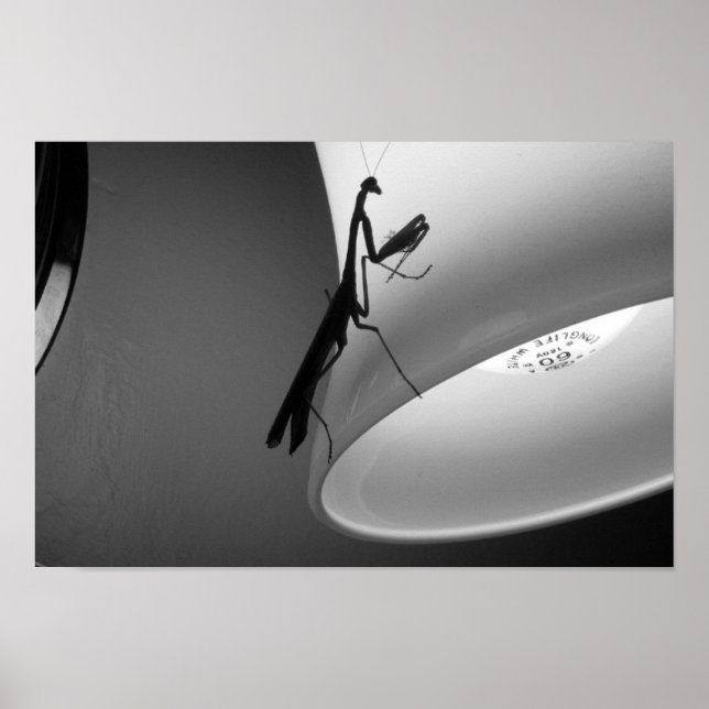 Poster Mantis (Frente)