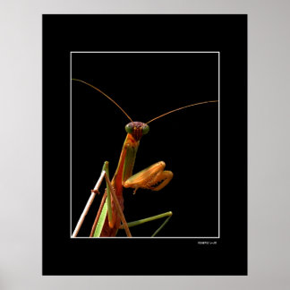 Pôster Mantis