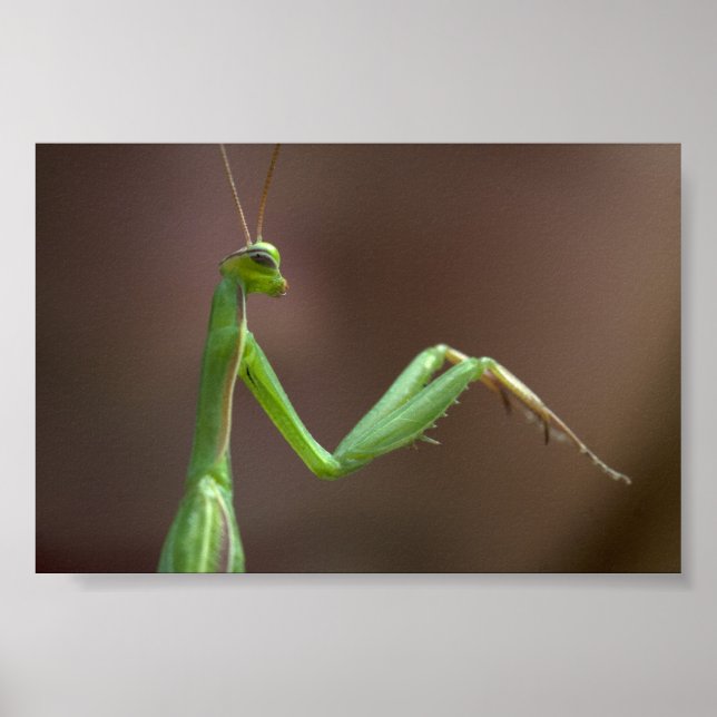 Poster Mantis religiosa (Frente)