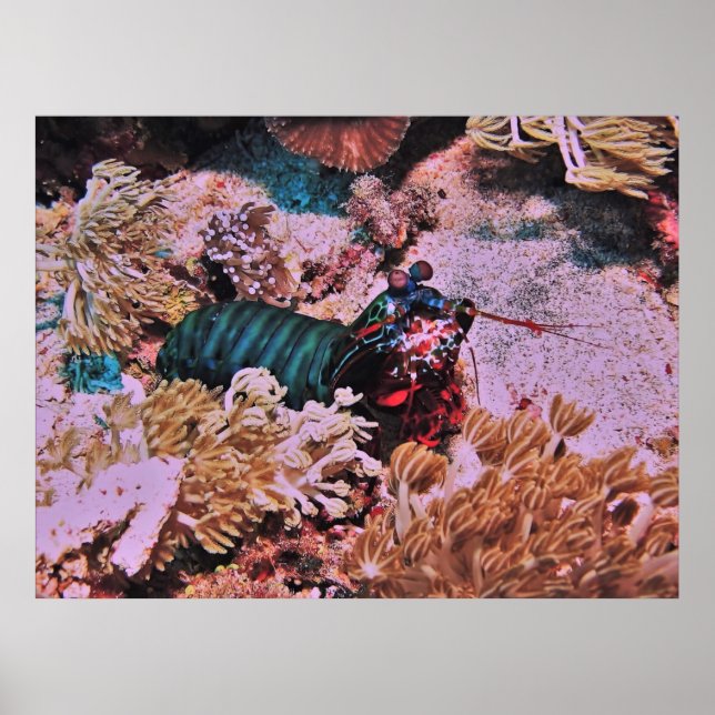 Poster Mantis Shrimp no Coral (Frente)