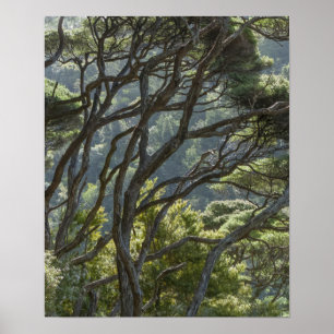 Poster Manuka Tree Forest Nova Zelândia