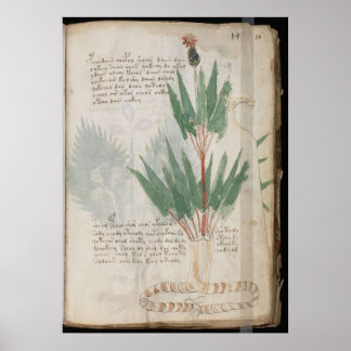 Poster Manuscrito de Voynich