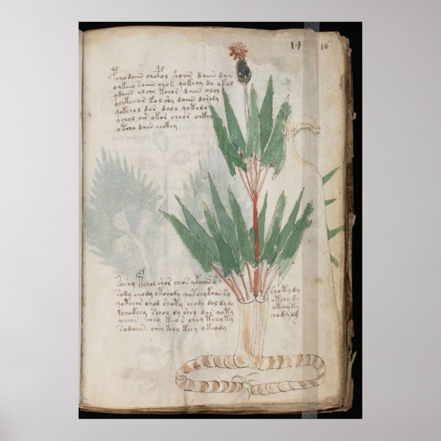 Poster Manuscrito de Voynich (Frente)