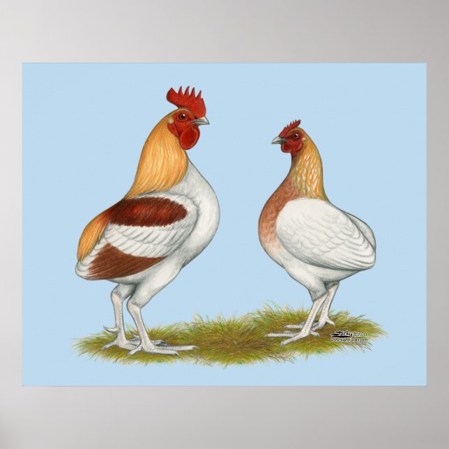 Poster Manx Rumpies (Frente)