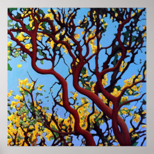 Pôster Manzanita no outono