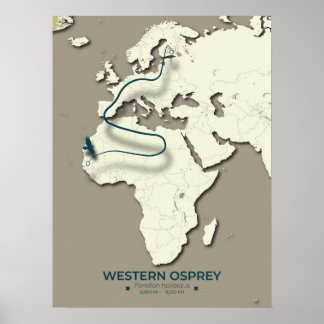 Poster Mapa da Migração do Osprey Ocidental - Vintage Min