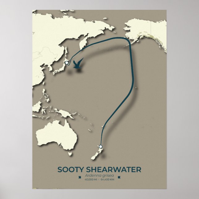 Poster Mapa da Migração Sooty Shearwater - Minimalista (Frente)