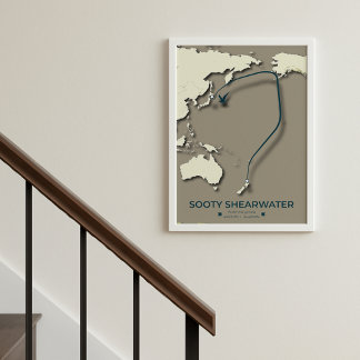 Poster Mapa da Migração Sooty Shearwater - Minimalista