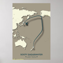 Mapa da Migração Sooty Shearwater - Minimalista