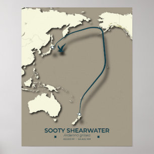 Poster Mapa da Migração Sooty Shearwater - Minimalista