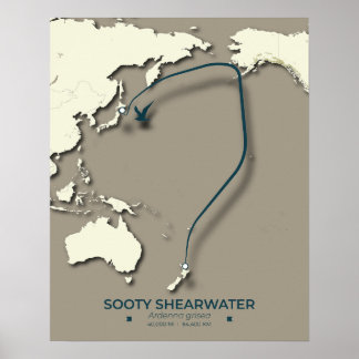 Poster Mapa da Migração Sooty Shearwater - Minimalista