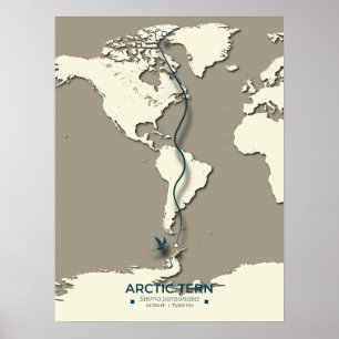 Poster Mapa das Migrações Tern do Árctico - Vintagem Mini