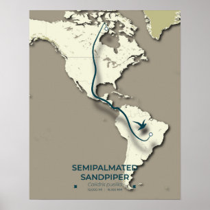 Poster Mapa de migração de Sandpiper semipalmado - Minima