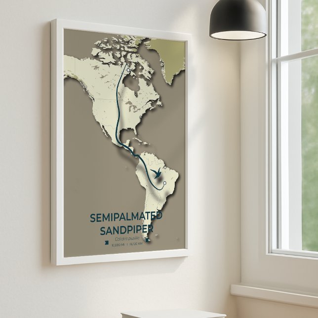 Poster Mapa de migração de Sandpiper semipalmado - Minima (Semipalmated Sandpiper A3 Mockup)
