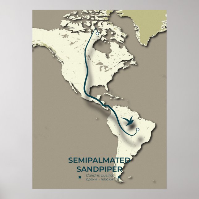 Poster Mapa de migração de Sandpiper semipalmado - Minima (Frente)