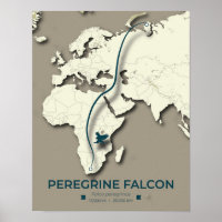Mapa de migração do Falcão Peregrino - Minimalista