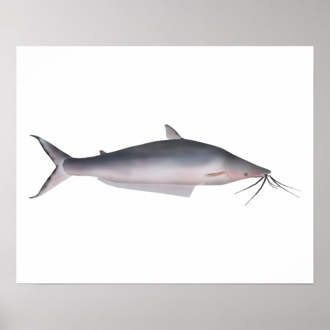 Poster Mapará (Frente)