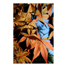 Mapeamento Japonês (2) - Fotografia Floral