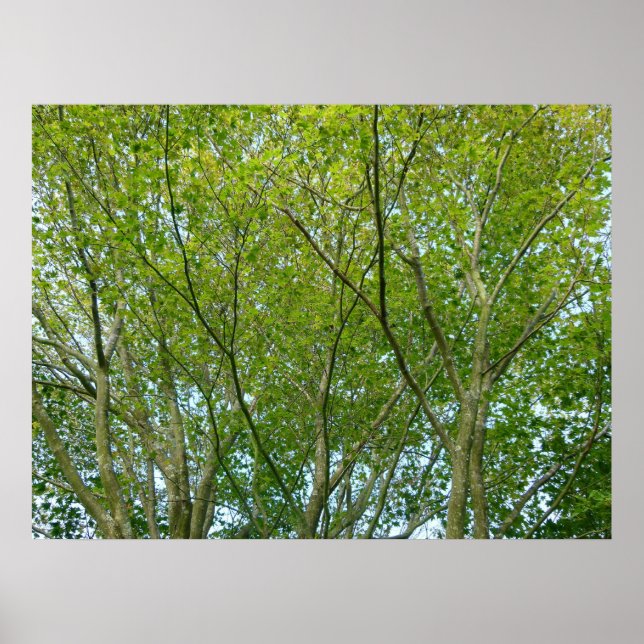 Pôster Maple Japonês (Frente)