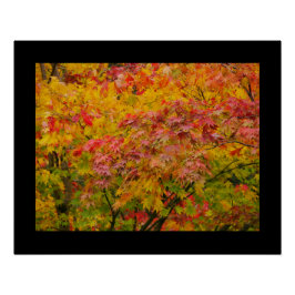 Pôster Maple Leaves Poster