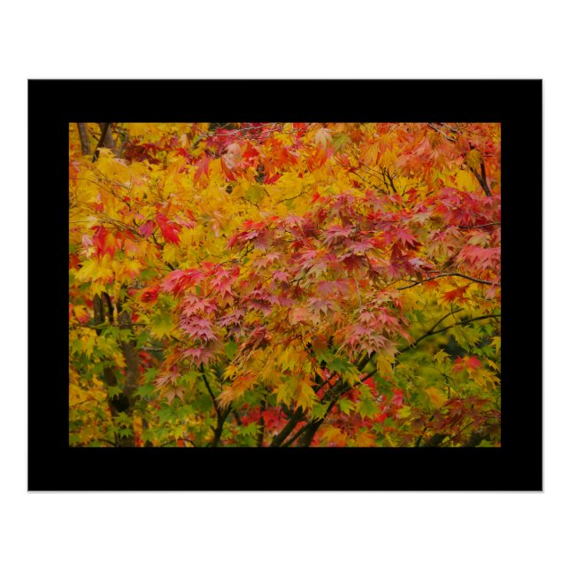 Pôster Maple Leaves Poster (Frente)