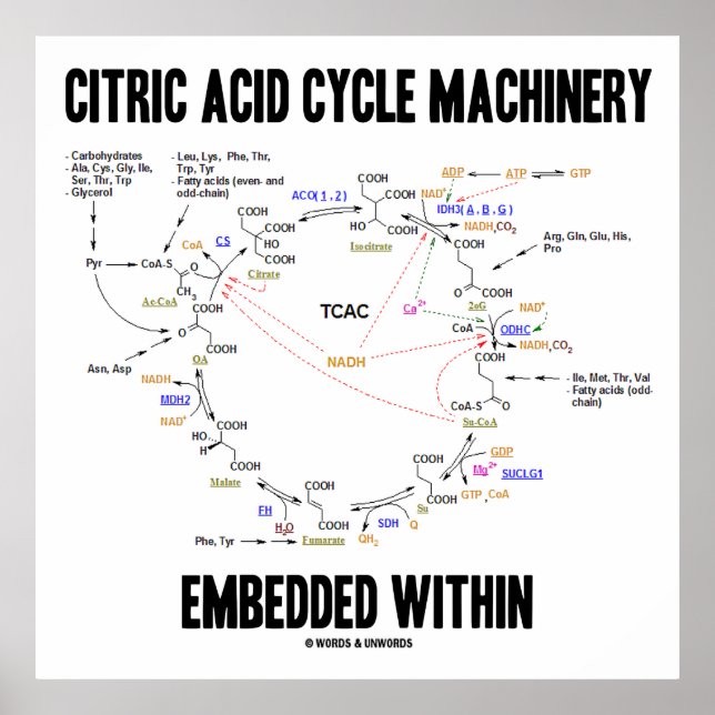Pôster Máquinas Do Ciclo Do Ácido Cítrico Incorporadas Em (Frente)