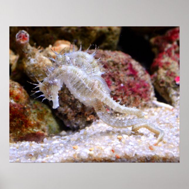 Pôster Mar ​ ​ cavalos (Frente)