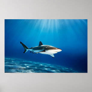 Poster Mar de Tubarão Natureza Azul Profundidade de Água