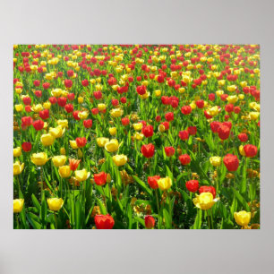 Poster Mar de Tulipas II