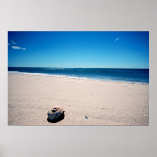 Pôster Mar Shell