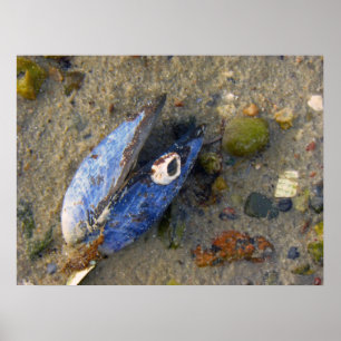 Pôster Mar Shell
