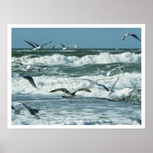 Pôster Mar, Surf, gaivotas, Céu Azul
