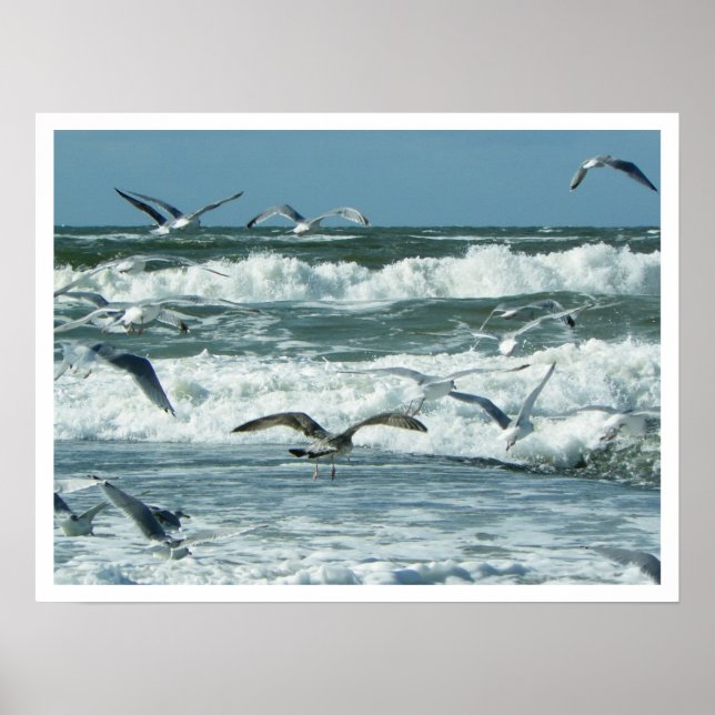 Pôster Mar, Surf, gaivotas, céu azul (Frente)