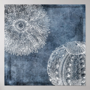 Poster Mar Urchin Marinho do Oceano Azul Branco