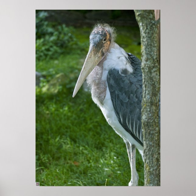 Pôster Marabou (Frente)