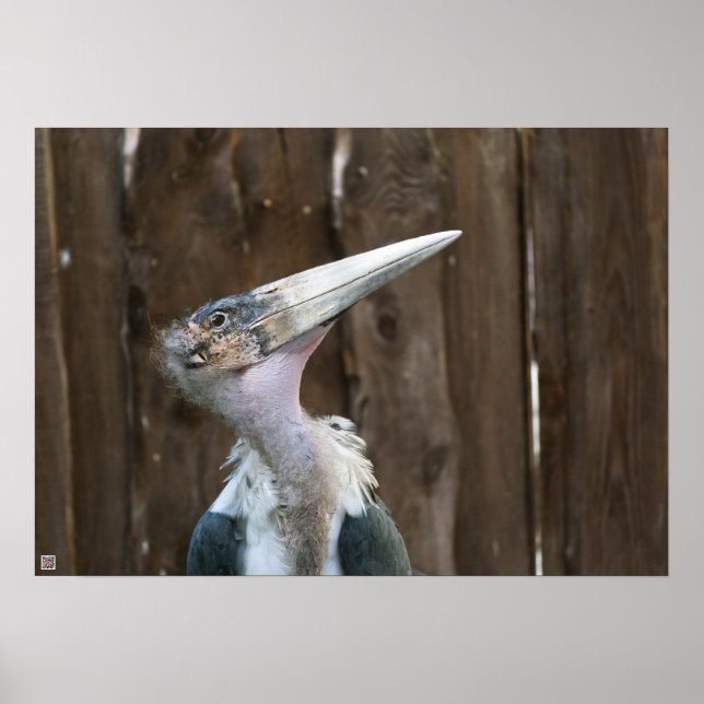 Pôster Marabou Stork (Frente)
