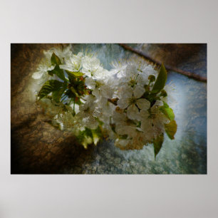 Poster Maravilha da flor de cerejeira