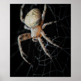 Poster Maravilha do Fechamento: Aranha-do-jardim europeia