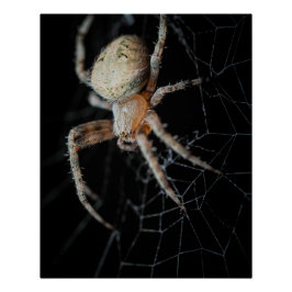 Pôster Maravilha do Fechamento: Aranha-do-jardim europeia