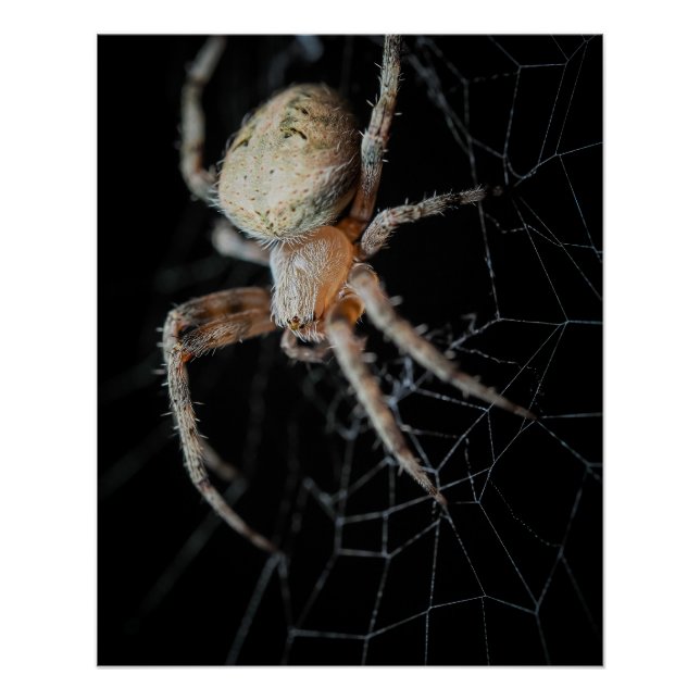 Pôster Maravilha do Fechamento: Aranha-do-jardim europeia (Frente)