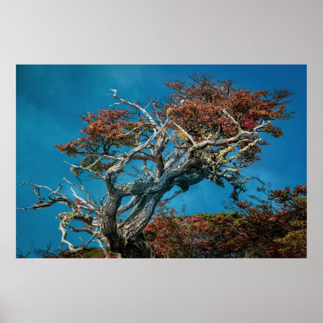 Poster Maravilhas Botânicas da Argentina (Frente)