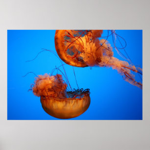 Poster Maravilhas da natureza