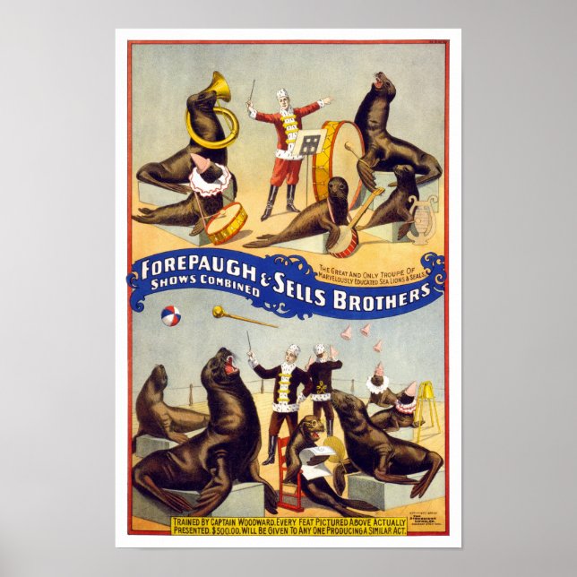 Pôster Maravilhosamente Treinado Circus Seals, 1899. Vint (Frente)