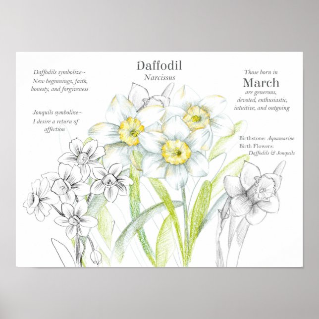 Poster Março Aniversário Daffodils Nascimento Mês Flor (Frente)