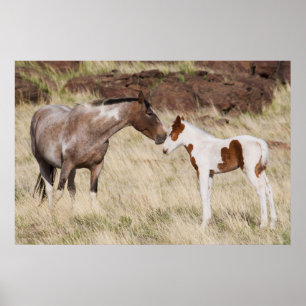 Poster Mare com Colt