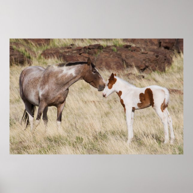 Poster Mare com Colt (Frente)