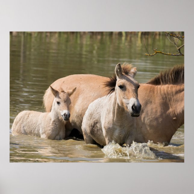 Poster Mare com Foal Cruzando um Rio (Frente)