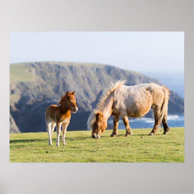 Poster Mare com Foal, Ilhas Shetland, Escócia (Frente)